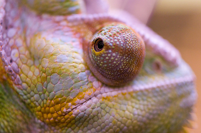 A blue chameleon