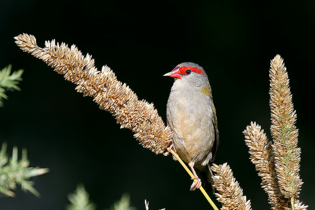 A Red-browned Finch standing on a plant stem