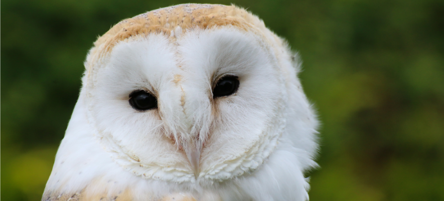 A photo of an owl